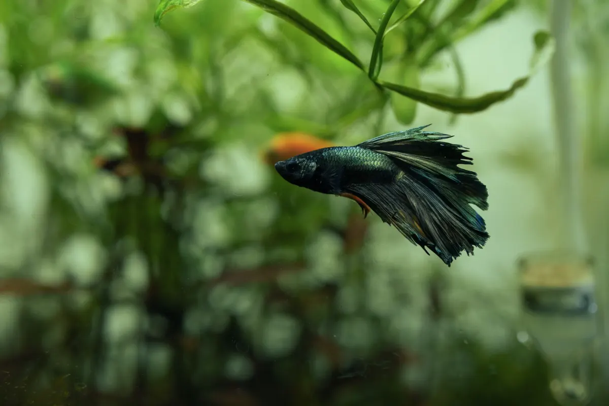 Betta fish swimming in a planted aquarium, the centerpiece fish when choosing safe tank mates