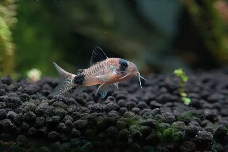 Corydoras catfish on aquarium substrate, a peaceful bottom dweller that can live with bettas