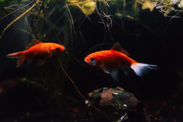 Two goldfish in an aquarium, cold water fish that should never live with bettas