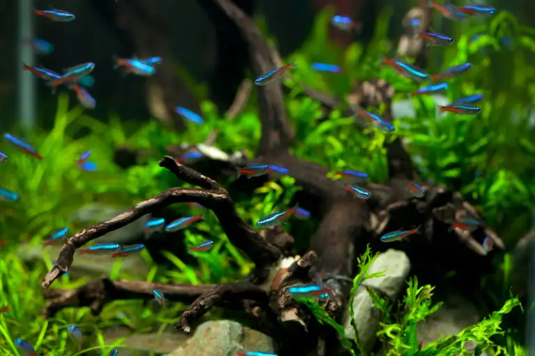 School of neon tetras swimming around driftwood, one of the best betta tank mates