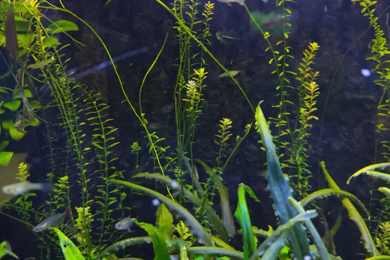 Planted community aquarium with live plants and gentle flow, ideal for a betta community tank