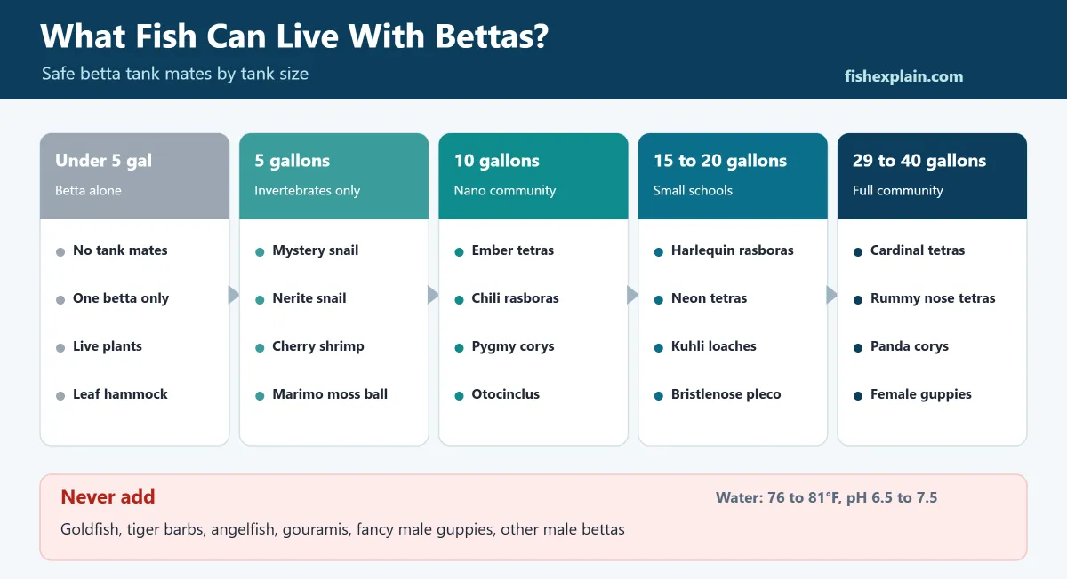 What fish can live with bettas chart showing safe betta tank mates by tank size from 5 to 40 gallons